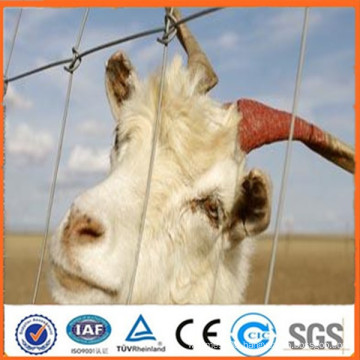 china gold factory grassland net cattle fence hot sale sheep fence